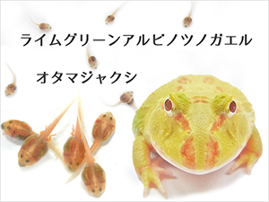 ライムグリーンアルビノツノガエルのオタマジャクシのページ ライムグリーンアルビノツノガエルのオタマジャクシのページ