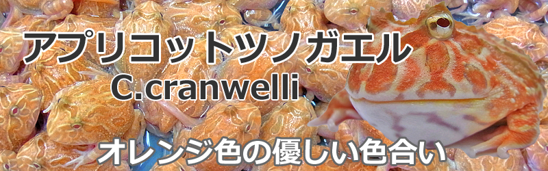 アプリコットツノガエル