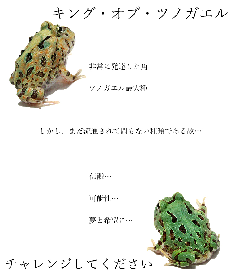 ブラジルツノガエル ベビー