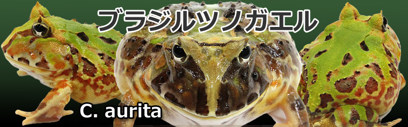 ブラジルツノガエル Ceratophrys aurita