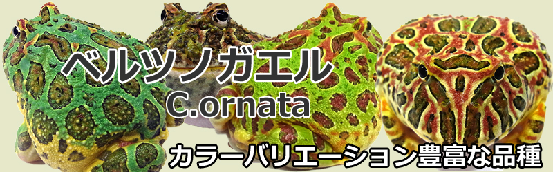 HerptileFarm NUANCE(ニュアンス)ベルツノガエル