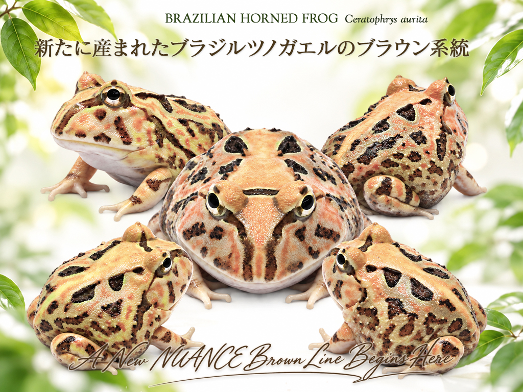 レッドタイプのツノガエル