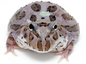 ツノガエルのブリーダーNUANCE 飼育 販売 Pacman frog