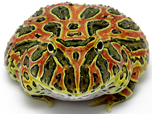 ツノガエルのブリーダーNUANCE 飼育 販売 Pacman frog
